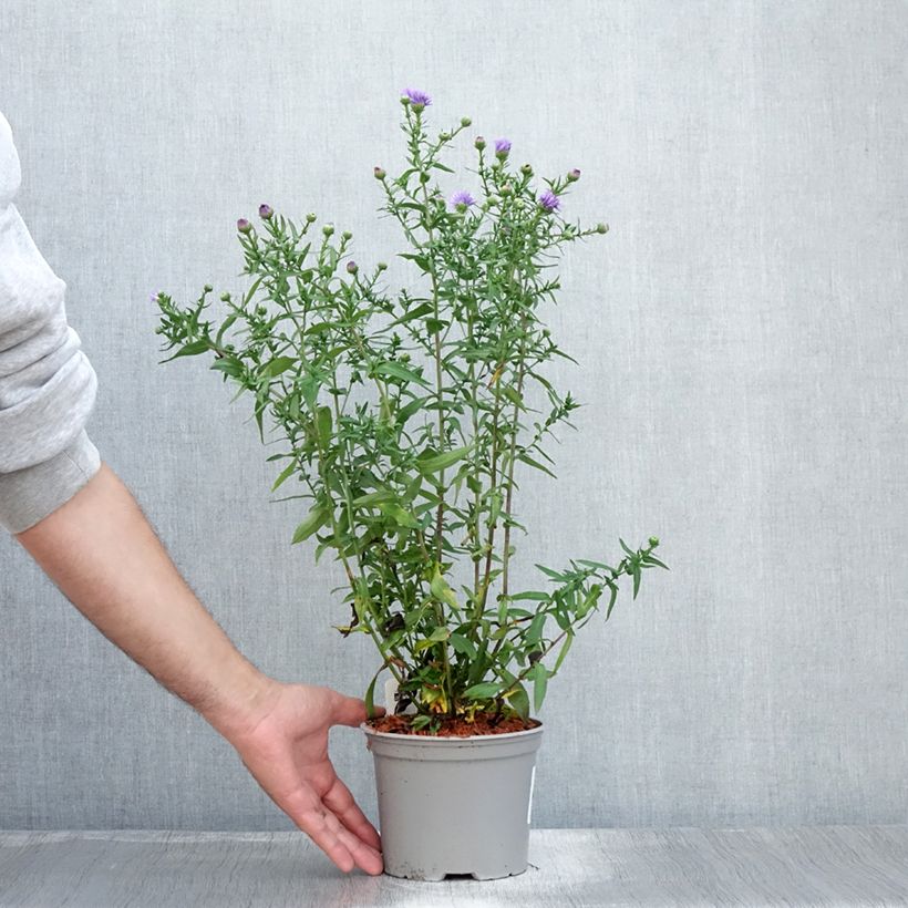 Exemplar von Aster novi-belgii Marie Ballard - Glattblatt-Aster Topf mit 2L/3L wie im Sommer geliefert