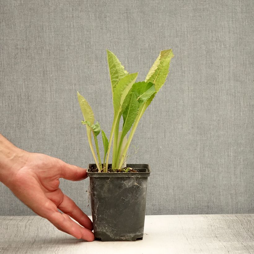 Exemplar von Aster tataricus Jindai Kleine Töpfe von 8/9 cm wie im Sommer geliefert