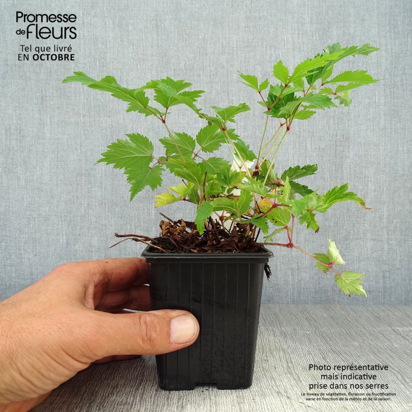 Exemplar von Astilbe arendsii Anita Pfeiffer - Prachtspiere Kleine Töpfe von 8/9 cm wie im Herbst geliefert
