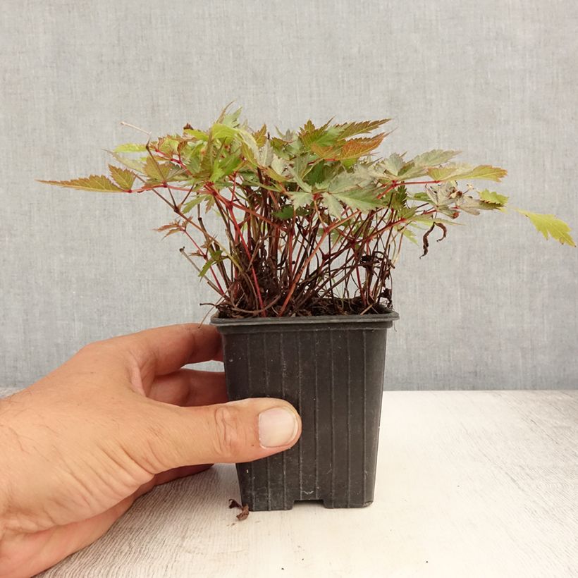 Exemplar von Astilbe arendsii Bumalda - Prachtspiere Kleine Töpfe von 8/9 cm wie im Sommer geliefert
