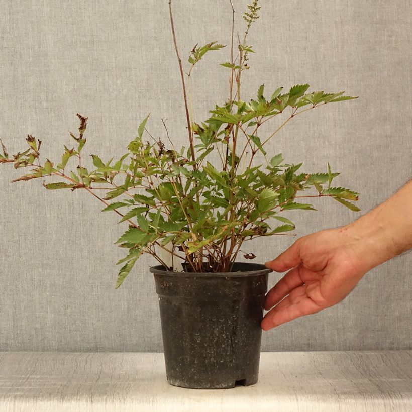 Exemplar von Astilbe arendsii Cappuccino - Prachtspiere Topf mit 2L/3L wie im Sommer geliefert