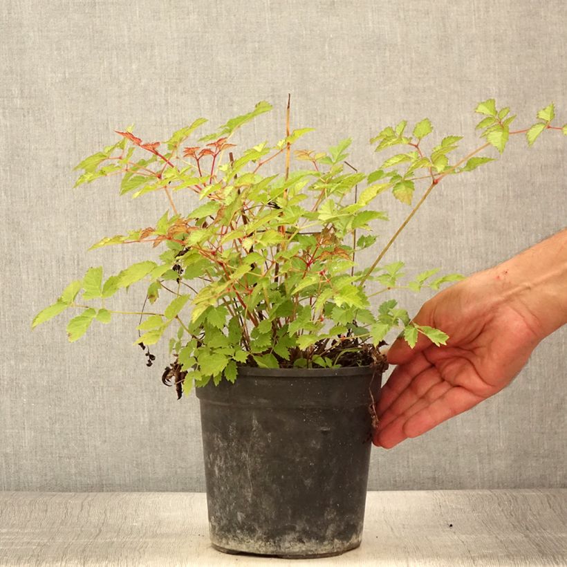 Exemplar von Astilbe arendsii Color Flash Lime - Prachtspiere Topf mit 2L/3L wie im Sommer geliefert