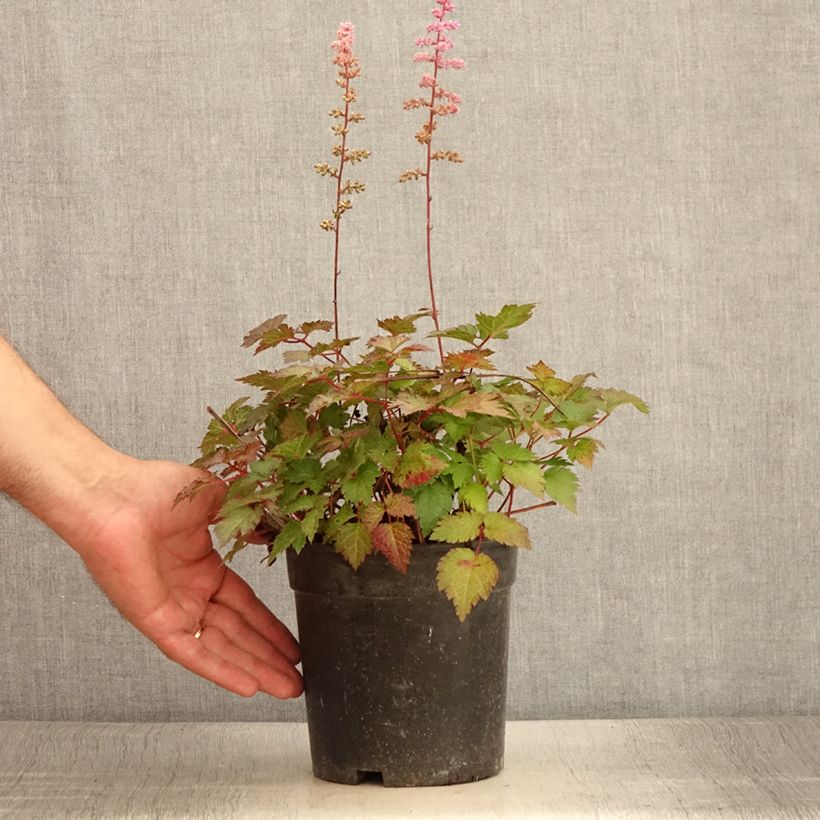 Exemplar von Astilbe arendsii Colour Flash - Prachtspiere Topf mit 2L/3L wie im Sommer geliefert