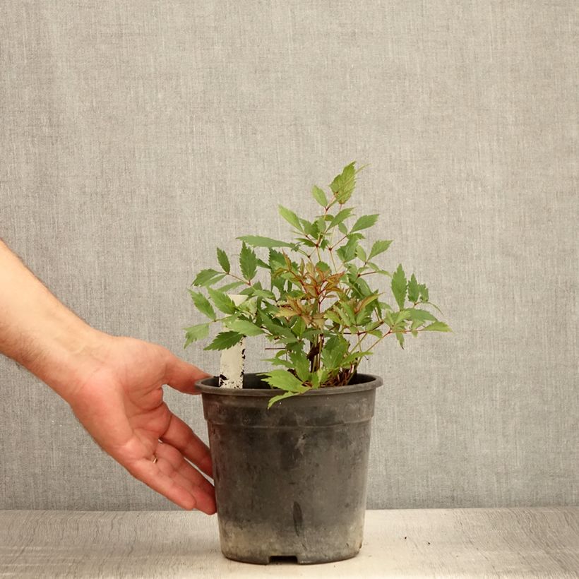 Exemplar von Astilbe arendsii Ellie - Prachtspiere Topf mit 2L/3L wie im Sommer geliefert