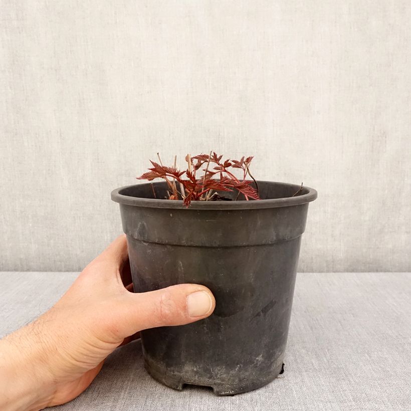 Exemplar von Astilbe arendsii Ellie - Prachtspiere Topf mit 2L/3L wie im Frühjahr geliefert