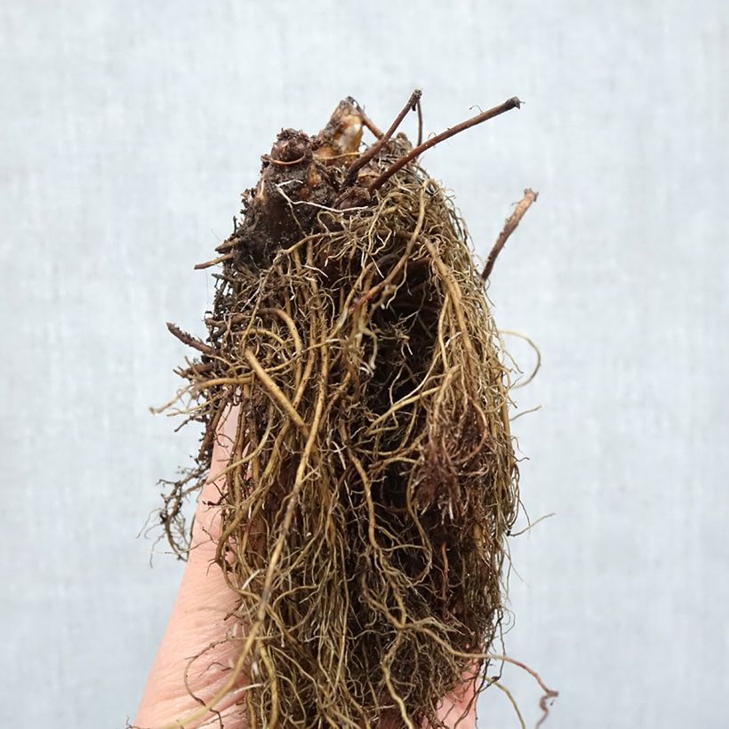 Exemplar von Astilbe arendsii Ellie - Prachtspiere Wurzelnackt wie im Winter geliefert