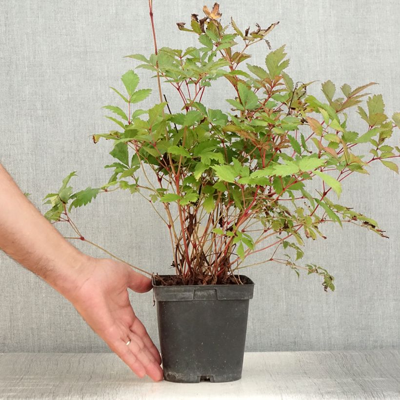 Exemplar von Astilbe arendsii Moccachino - Prachtspiere Topf mit 2L/3L wie im Sommer geliefert