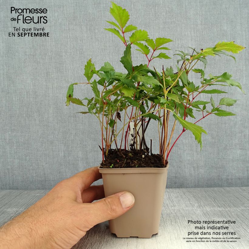 Exemplar von Astilbe arendsii Spinell - Prachtspiere Kleine Töpfe von 8/9 cm wie im Sommer geliefert