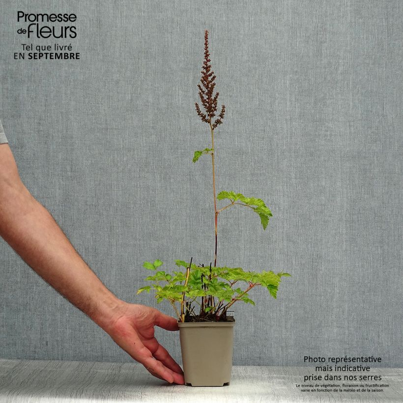 Exemplar von Astilbe chinensis var. taquetii Superba - Prachtspiere Kleine Töpfe von 8/9 cm wie im Sommer geliefert