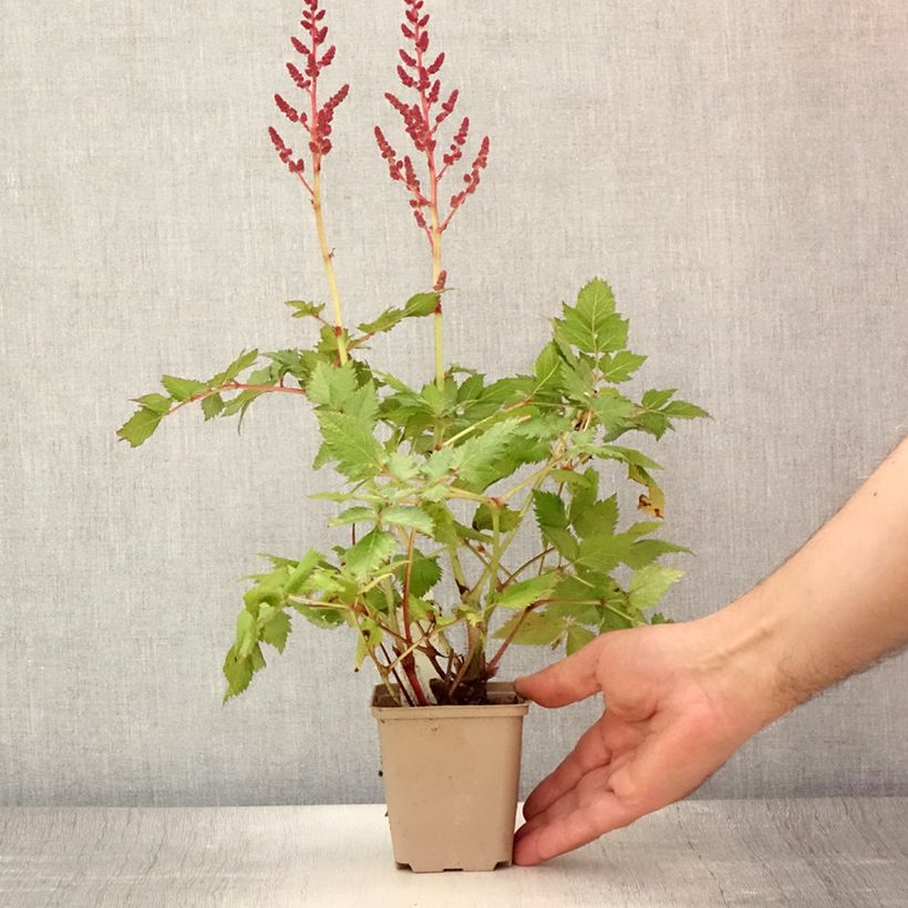 Exemplar von Astilbe chinensis Visions - Prachtspiere Kleine Töpfe von 8/9 cm wie im Sommer geliefert