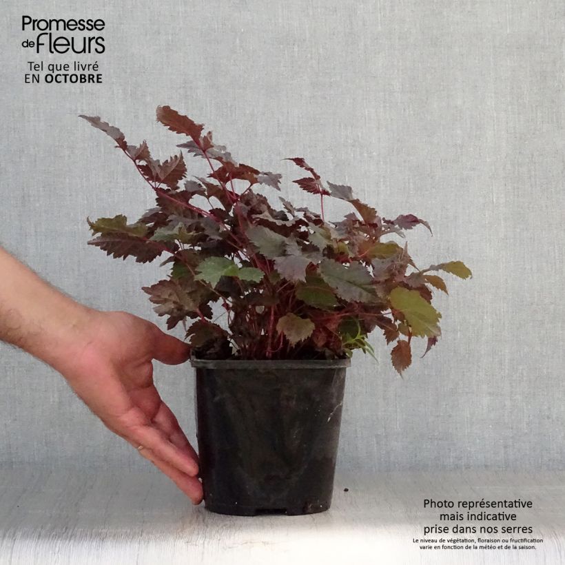 Exemplar von Astilbe Chocolate Shogun - Prachtspiere Topf mit 1,5L/2L wie im Herbst geliefert