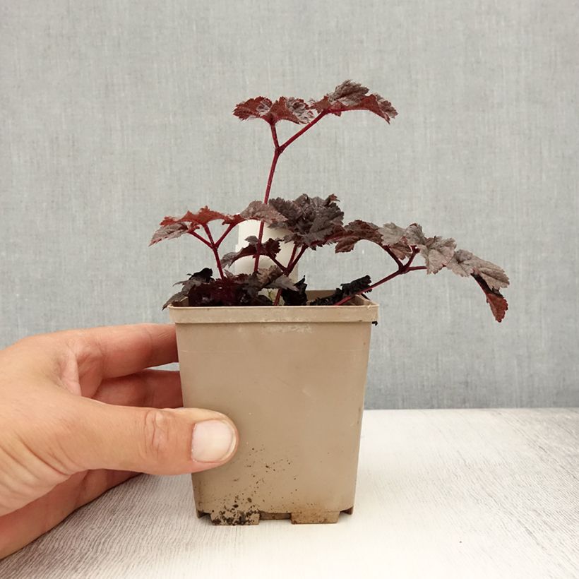 Exemplar von Astilbe chinensis Darkside Of The Moon - Prachtspiere Kleine Töpfe von 8/9 cm wie im Sommer geliefert