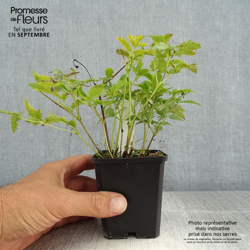Exemplar von Astilbe japonica Vesuvius - Prachtspiere Kleine Töpfe von 8/9 cm wie im Sommer geliefert