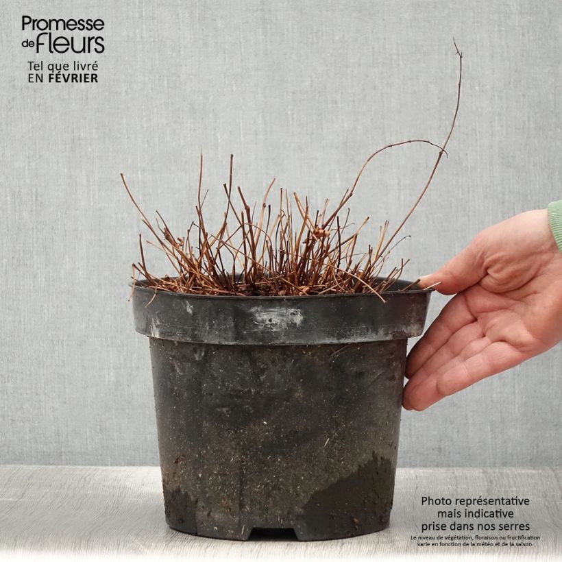 Exemplar von Astilbe simplicifolia Key West - Prachtspiere Topf mit 4L/5L wie im Winter geliefert