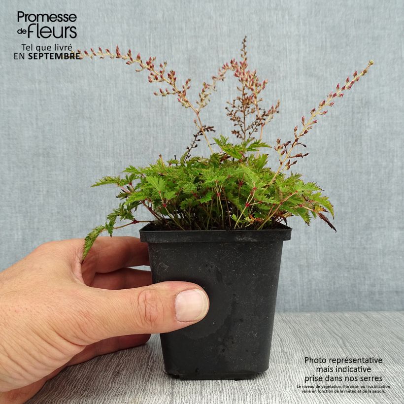 Exemplar von Astilbe simplicifolia Sprite - Prachtspiere Kleine Töpfe von 8/9 cm wie im Sommer geliefert