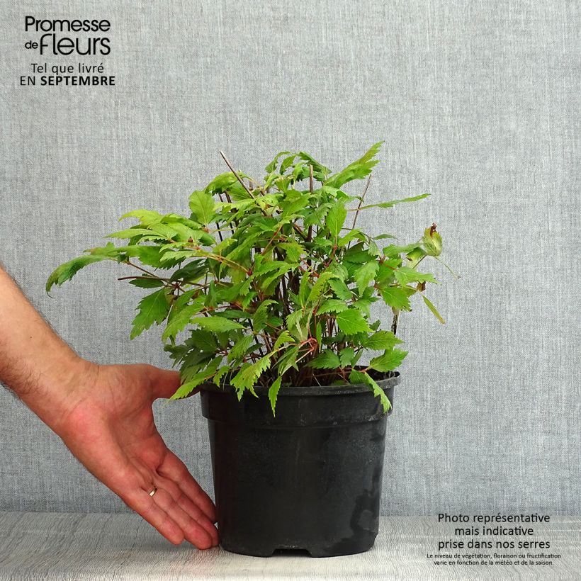 Exemplar von Astilbe chinensis Vision in Red - Prachtspiere Topf mit 2L/3L wie im Sommer geliefert