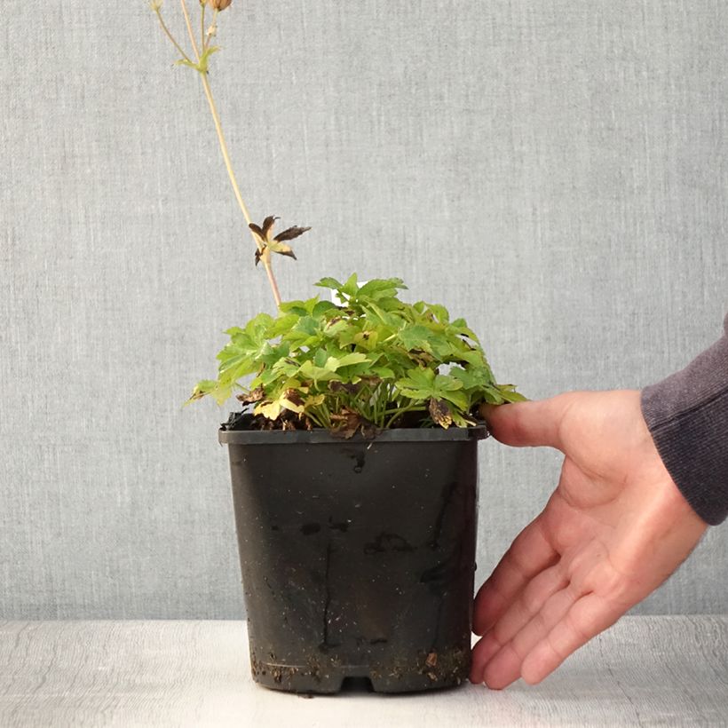 Exemplar von Astrantia Buckland - Sterndolde Topf mit 2L/3L wie im Sommer geliefert