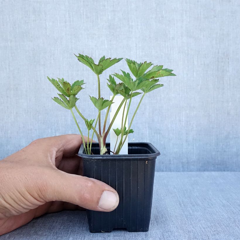 Exemplar von Astrantia Claret - Sterndolde Kleine Töpfe von 8/9 cm wie im Sommer geliefert
