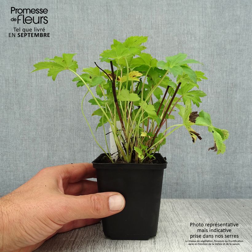 Exemplar von Astrantia Florence - Sterndolde Kleine Töpfe von 8/9 cm wie im Sommer geliefert