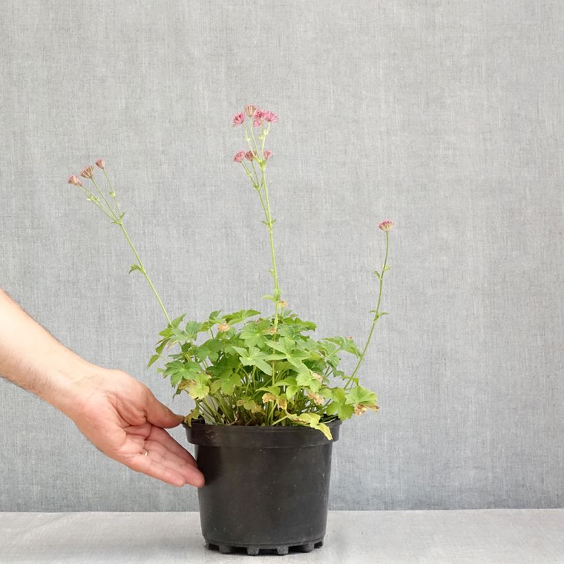 Exemplar von Astrantia Roma - Sterndolde Topf mit 2L/3L wie im Sommer geliefert