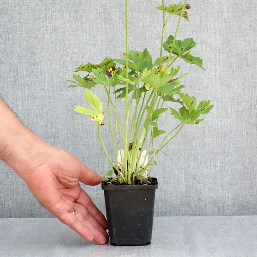 Exemplar von Astrantia Rosensinfonie - Sterndolde Kleine Töpfe von 8/9 cm wie im Sommer geliefert