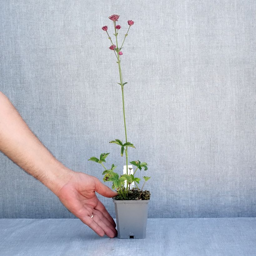 Exemplar von Astrantia Ruby Cloud - Sterndolde Kleine Töpfe von 8/9 cm wie im Sommer geliefert