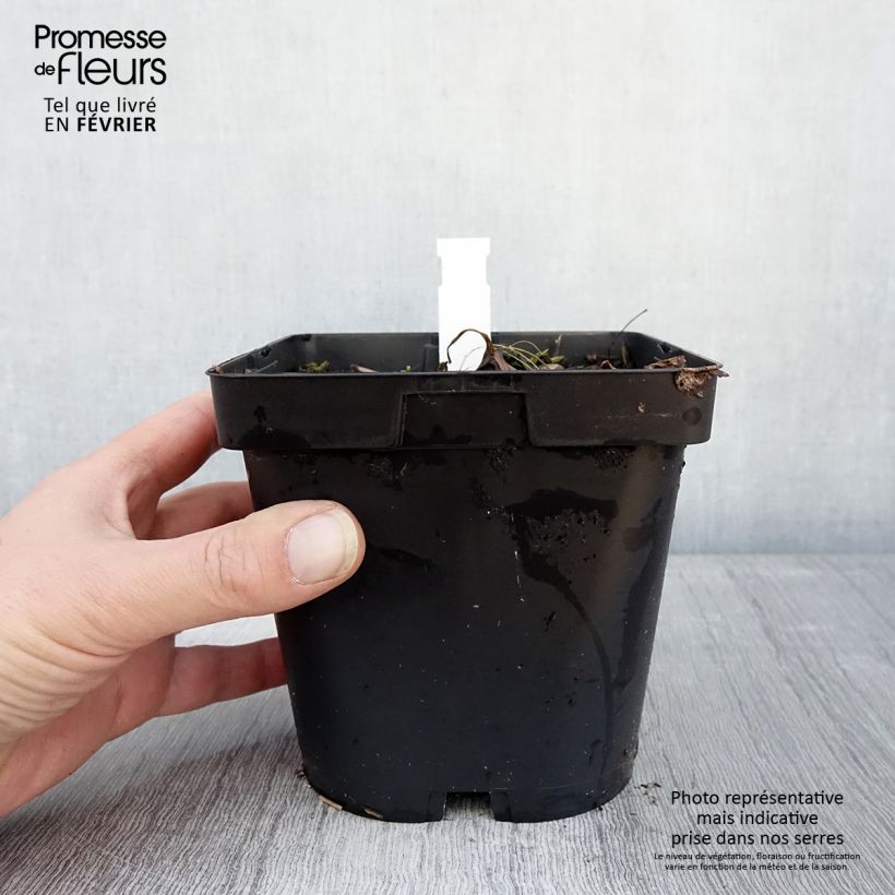 Exemplar von Astrantia Shaggy - Sterndolde Topf mit 2L/3L wie im Winter geliefert