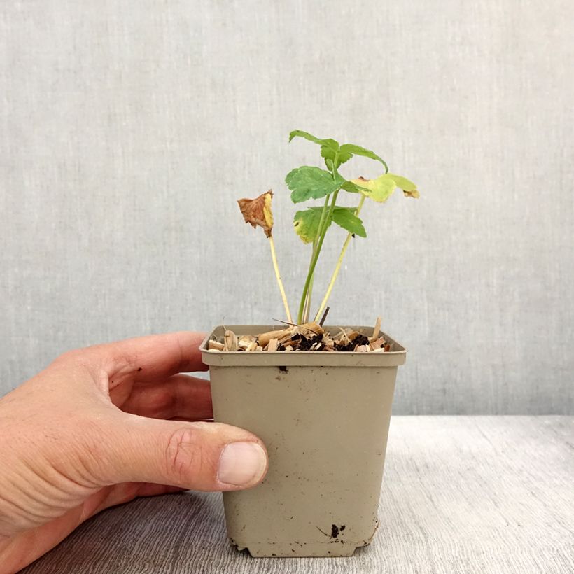 Exemplar von Astrantia maxima - Große Kaukasus-Sterndolde Kleine Töpfe von 8/9 cm wie im Herbst geliefert