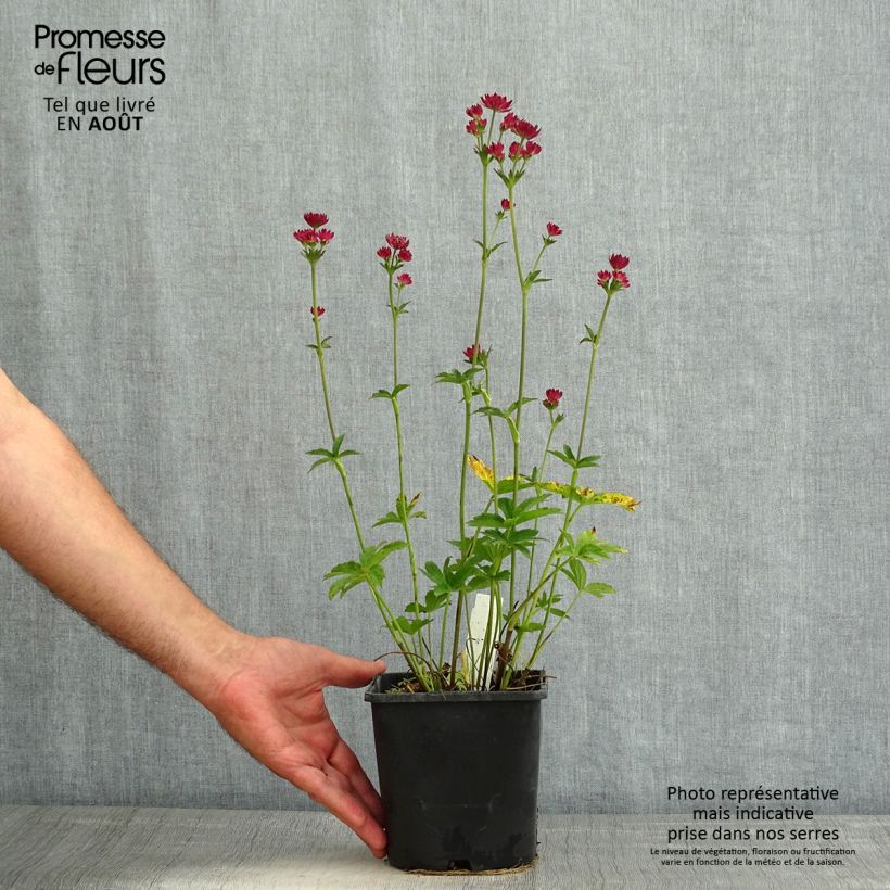 Exemplar von Astrantia Cerise Button - Sterndolde Topf mit 2L/3L wie im Sommer geliefert