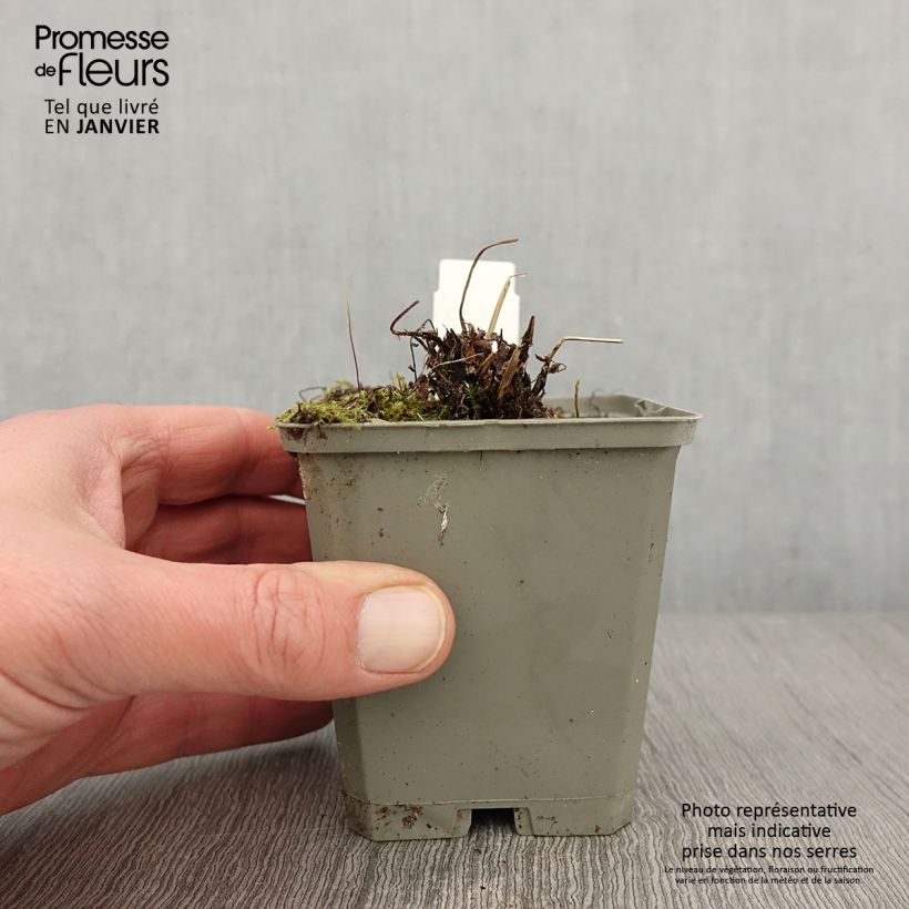 Exemplar von Athyrium filix-femina Frizelliae - Wald-Frauenfarn Kleine Töpfe von 8/9 cm wie im Winter geliefert