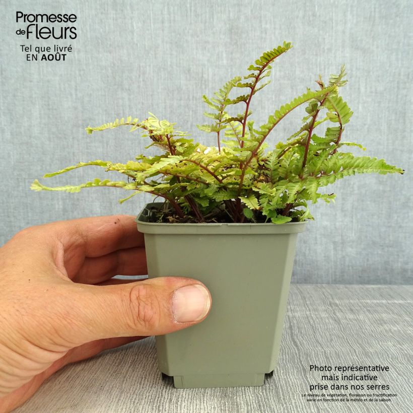 Exemplar von Athyrium niponicum Crested Surf - Regenbogenfarn Kleine Töpfe von 8/9 cm wie im Sommer geliefert