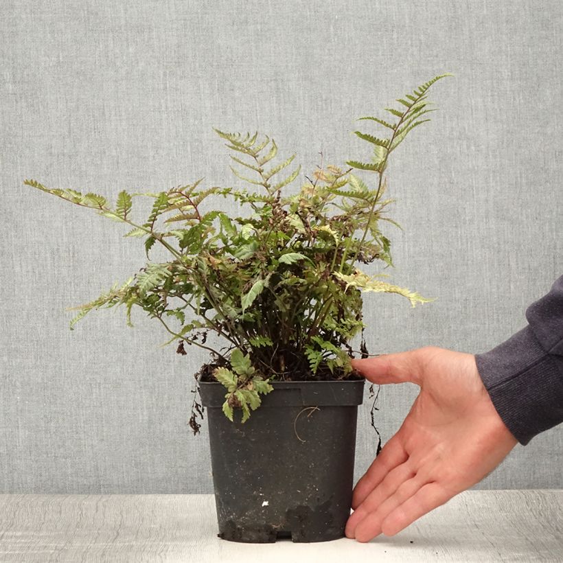 Exemplar von Athyrium niponicum var. pictum - Regenbogenfarn Topf mit 2L/3L wie im Sommer geliefert
