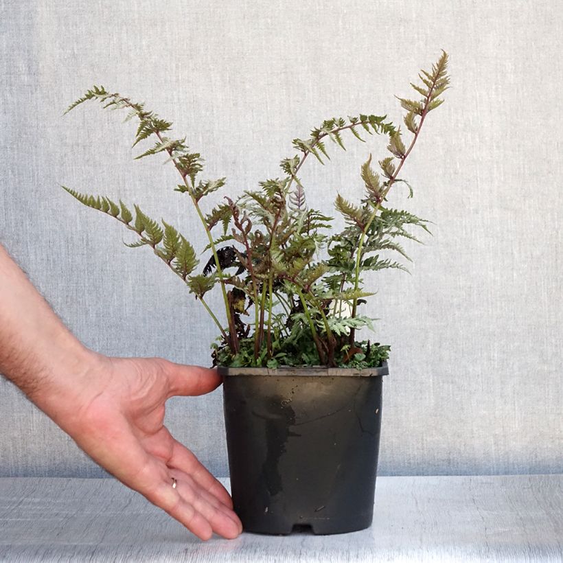 Exemplar von Athyrium niponicum var. pictum Metallicum - Regenbogenfarn Topf mit 2L/3L wie im Sommer geliefert