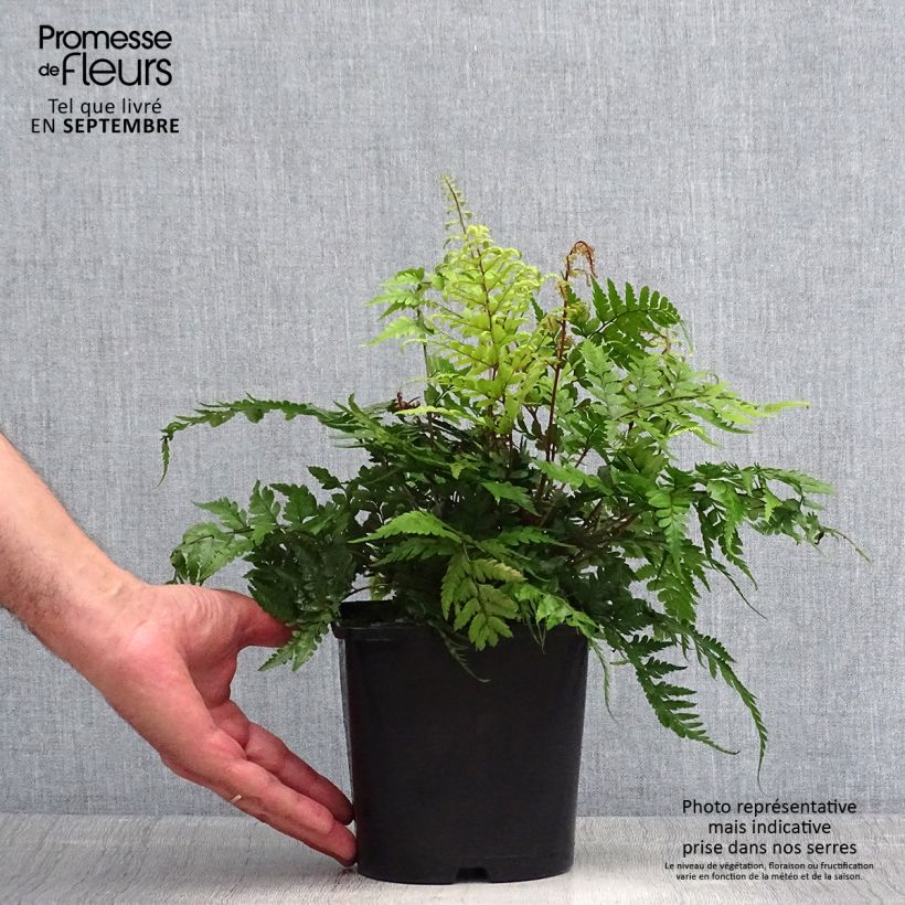 Exemplar von Athyrium otophorum var. okanum - Öhriger Frauenfarn Topf mit 2L/3L wie im Sommer geliefert