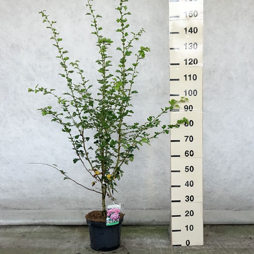 Exemplar von Crataegus laevigata Paul's Scarlet - Zweigriffliger Weißdorn Topf mit 7,5L/10L wie im Sommer geliefert
