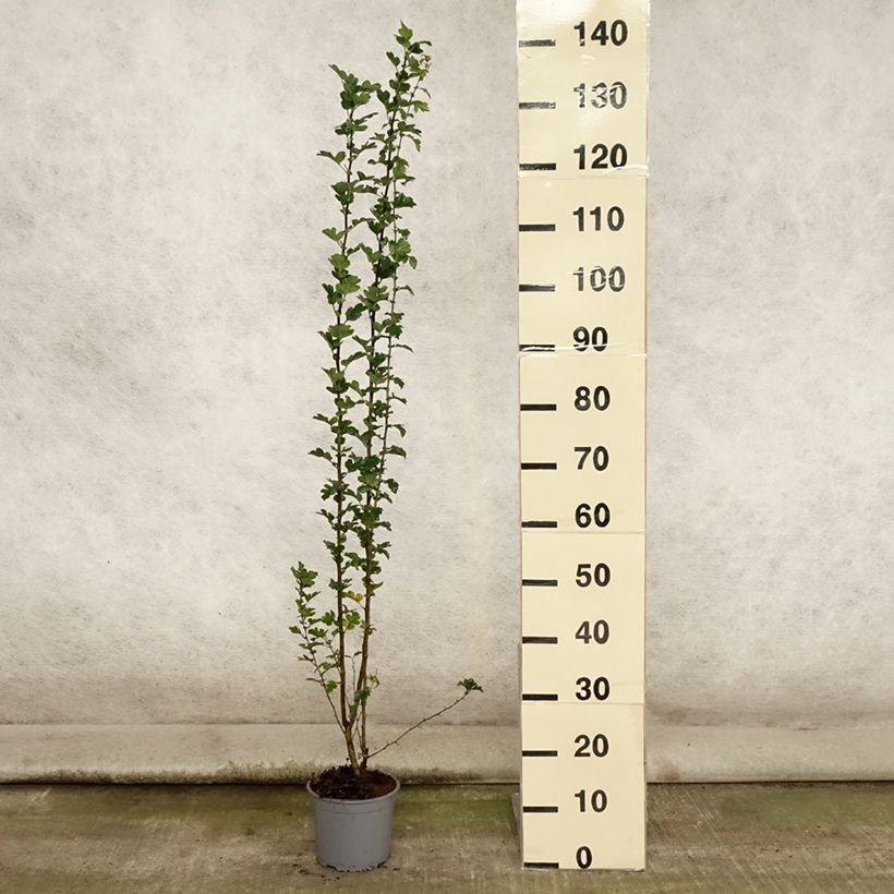 Exemplar von Crataegus monogyna - Eingriffliger Weißdorn Topf mit 2L/3L wie im Sommer geliefert