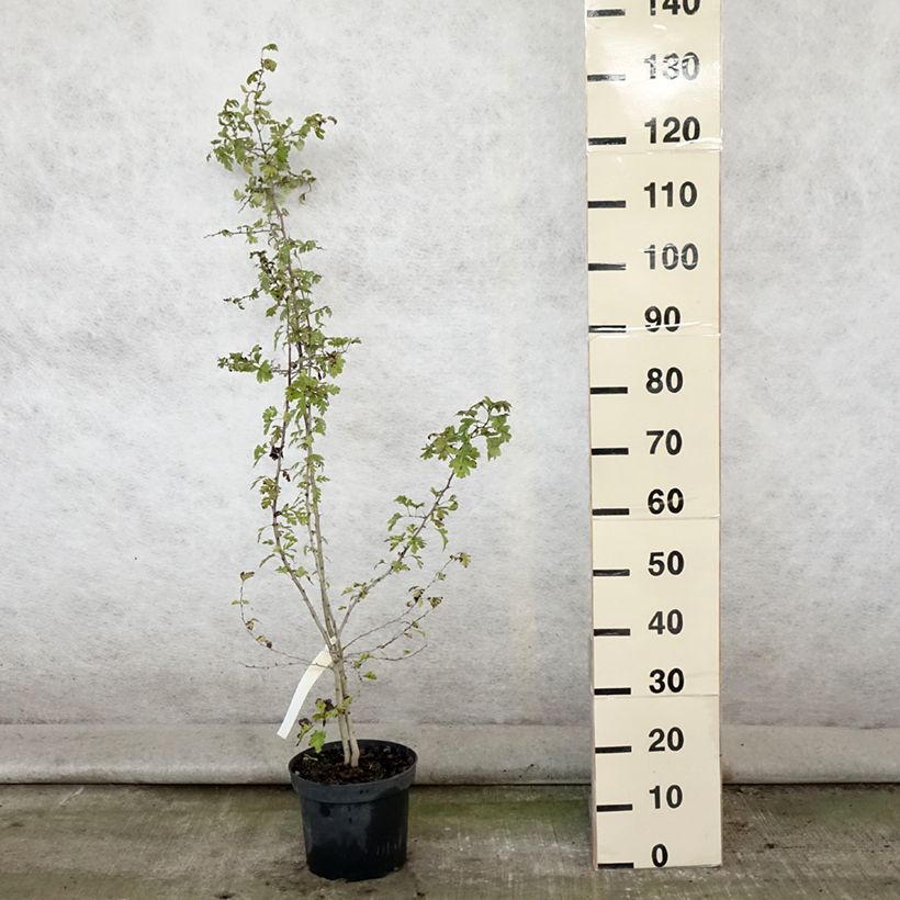 Exemplar von Crataegus monogyna - Eingriffliger Weißdorn Topf mit 4L/5L wie im Sommer geliefert