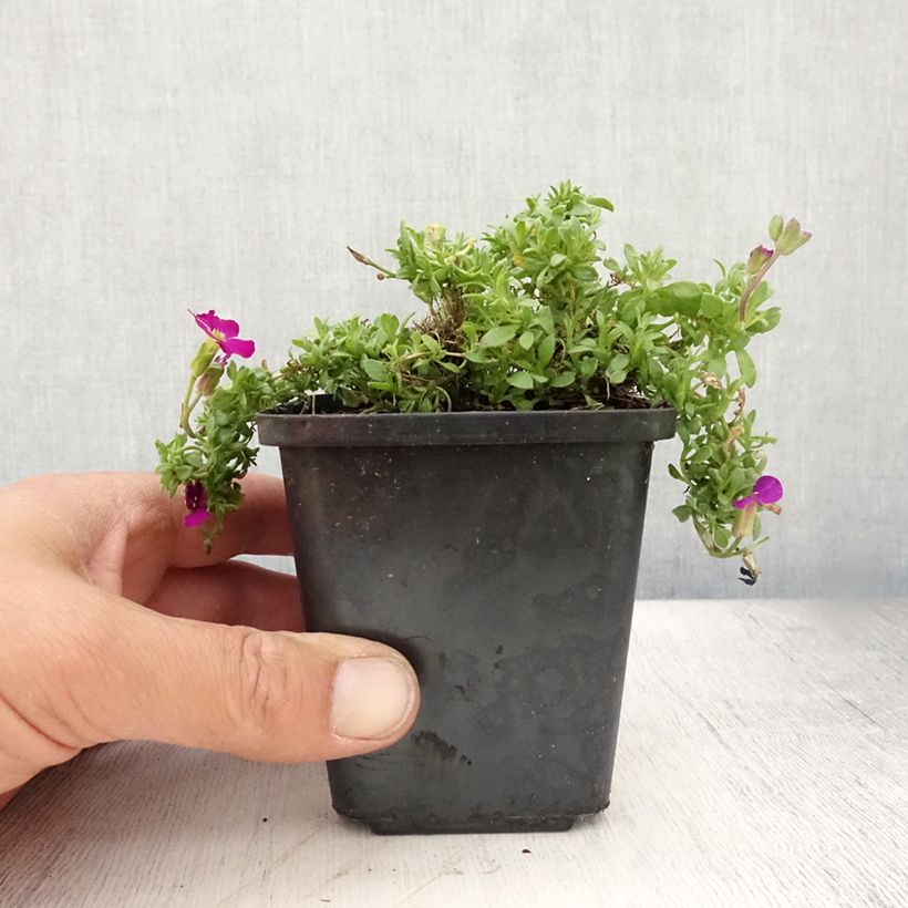 Exemplar von Blaukissen Bressingham Red - Aubrieta Kleine Töpfe von 8/9 cm wie im Sommer geliefert