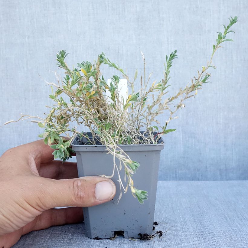 Exemplar von Blaukissen Red Carpet - Aubrieta Kleine Töpfe von 8/9 cm wie im Sommer geliefert