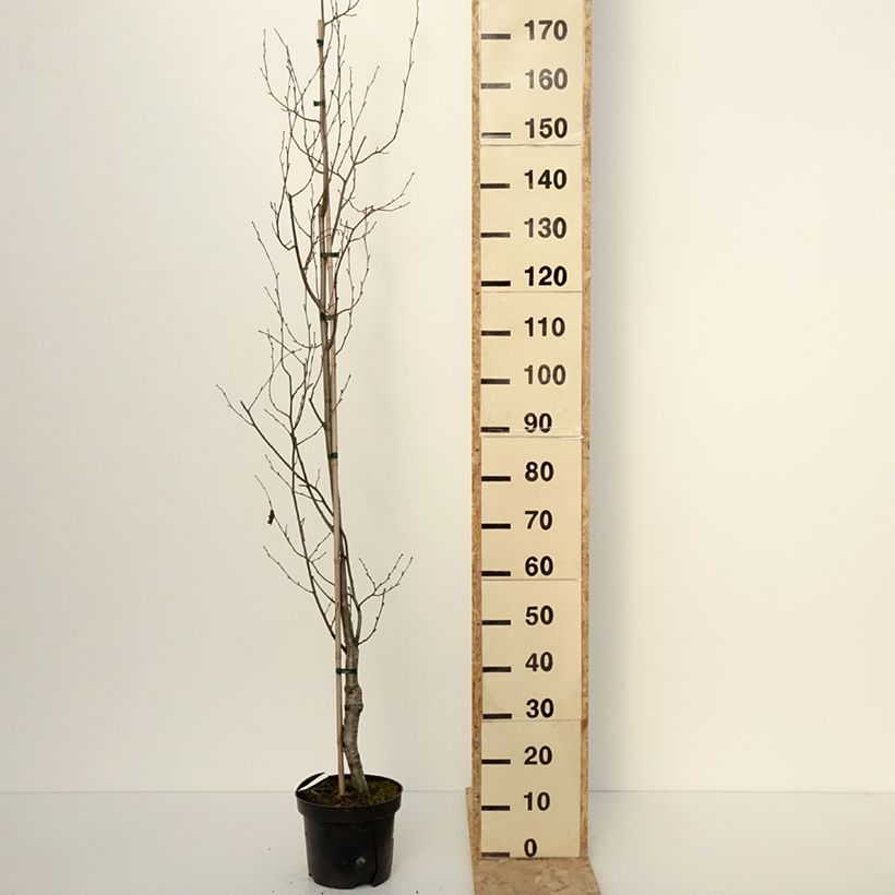 Exemplar von Alnus glutinosa Laciniata - Schwarz-Erle Topf mit 4L/5L wie im Winter geliefert