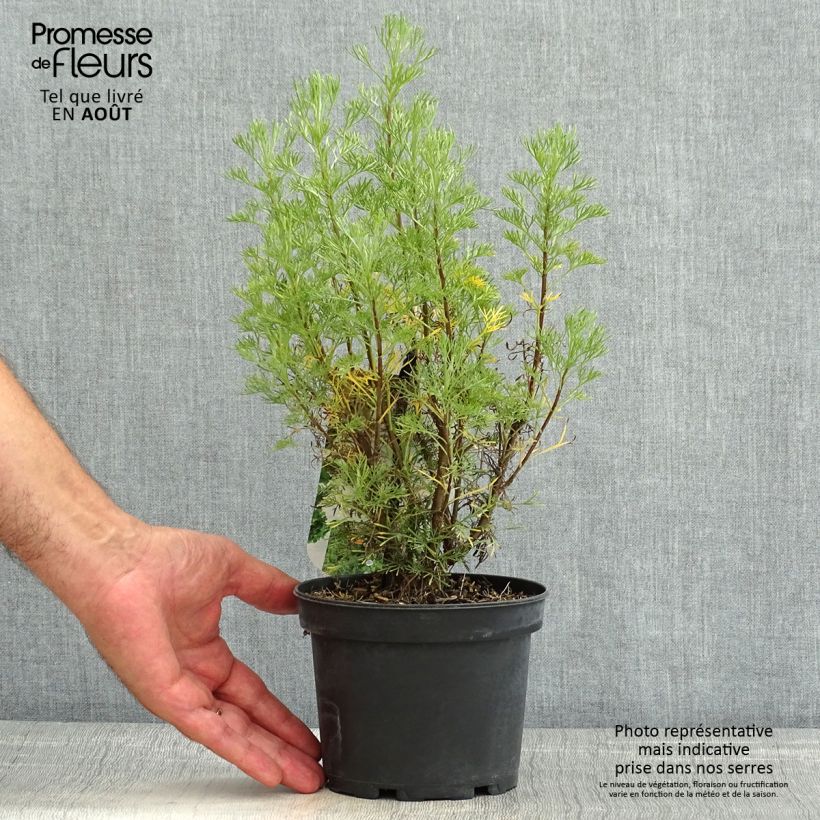 Exemplar von Eberraute - Artemisia abrotanum Topf mit 1,5L/2L wie im Sommer geliefert