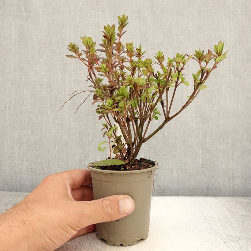 Exemplar von Japanische Azalee Moederdag - Azalea Kleine Töpfe von 8/9 cm wie im Sommer geliefert