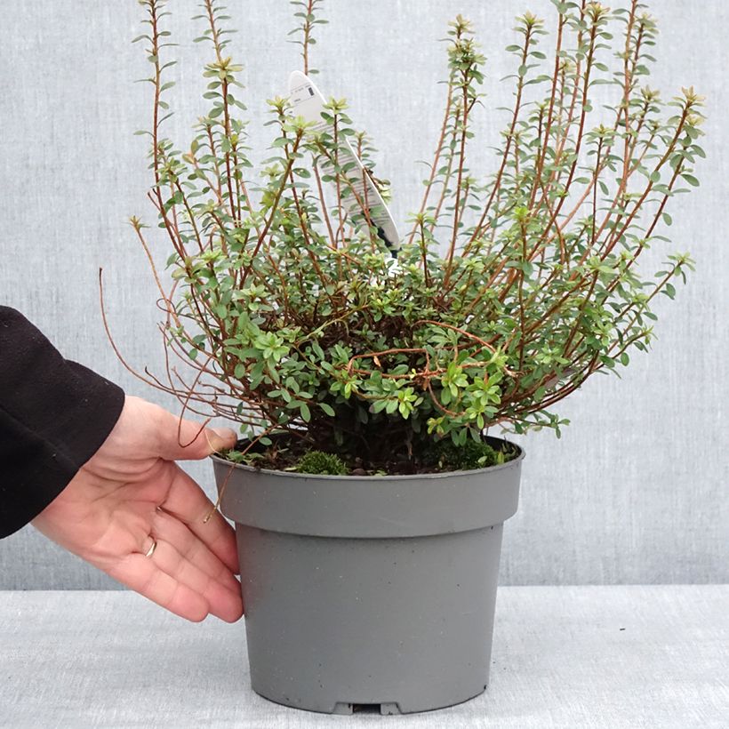 Exemplar von Rhododendron (Azalea) serpyllifolium - Japanische Azalee Topf mit 3L/4L wie im Winter geliefert