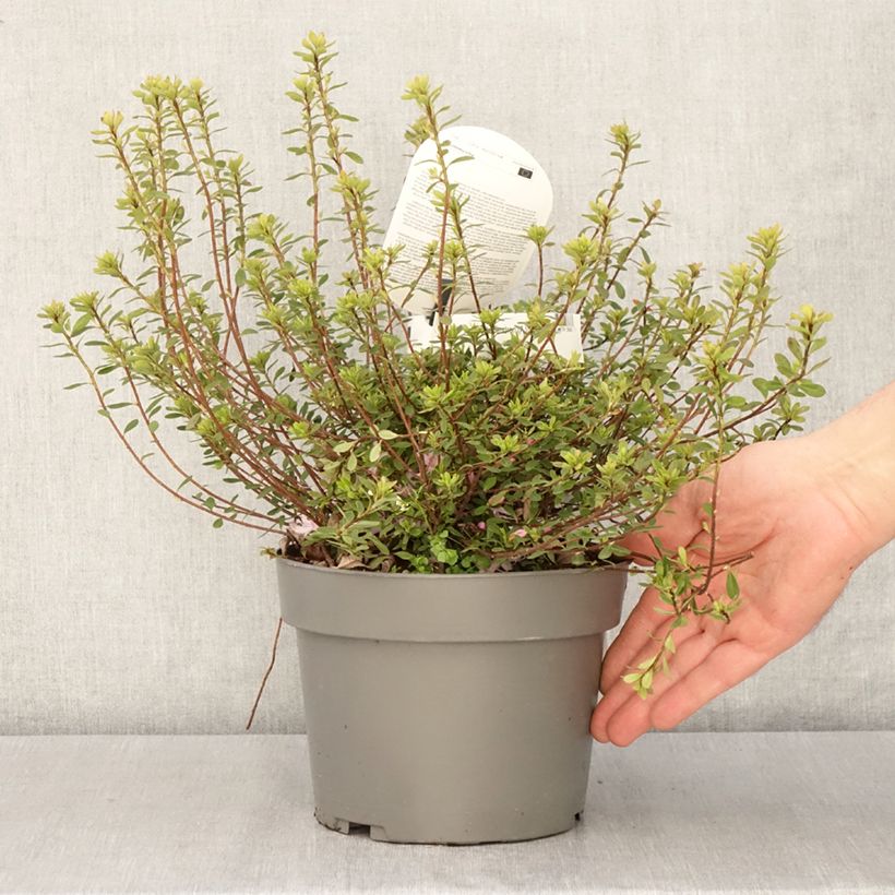 Exemplar von Rhododendron (Azalea) serpyllifolium - Japanische Azalee Topf mit 3L/4LGelieferte Höhe ca. 25/30cm wie im Frühjahr geliefert