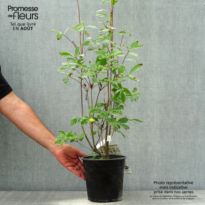 Exemplar von Sommergrüne Azalee Satan - Azalea mollis Topf mit 4L/5L wie im Sommer geliefert