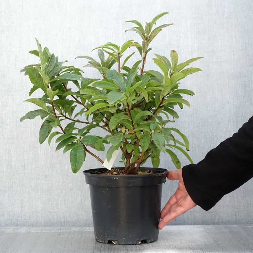 Exemplar von Sommergrüne Azalee Berry Rose - Azalea Topf mit 4L/5L wie im Herbst geliefert