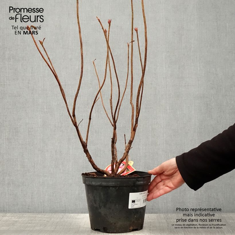 Exemplar von Sommergrüne Azalee Cecile - Azalea mollis Topf mit 4L/5L wie im Frühjahr geliefert