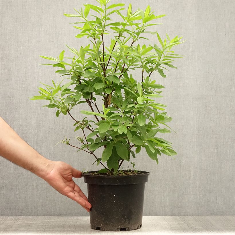 Exemplar von Sommergrüne Azalee Delicatissima - Azalea Topf mit 4L/5L wie im Sommer geliefert