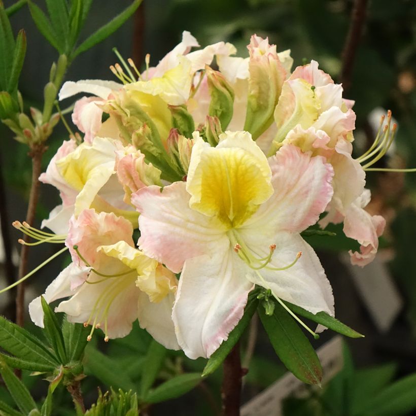 Sommergrüne Azalee Demoiselles de Boutiguery Kassia - Azalea mollis (Blüte)