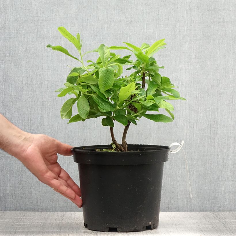 Exemplar von Sommergrüne Azalee Demoiselles de Boutiguery Nella - Azalea mollis Topf mit 4L/5L wie im Sommer geliefert